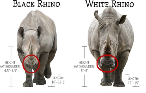 Black rhino vs white rhino